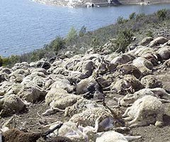 30 lobos abatidos y 383 animales muertos